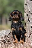 KING CHARLES SPANIEL 151